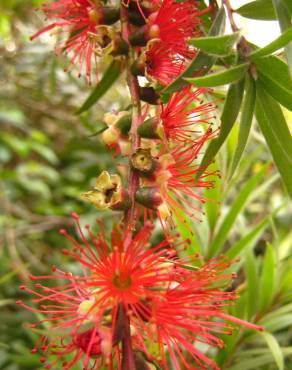 Fotografia 4 da espécie Callistemon rigidus no Jardim Botânico UTAD