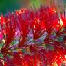 Fotografia 5 da espécie Callistemon rigidus do Jardim Botânico UTAD