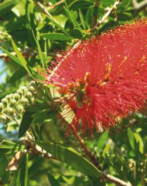 Fotografia 6 da espécie Callistemon rigidus no Jardim Botânico UTAD