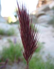 Bromus rubens