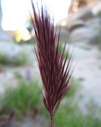 Fotografia de capa Bromus rubens - do Jardim Botânico