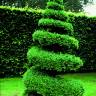 Fotografia 8 da espécie Buxus sempervirens do Jardim Botânico UTAD