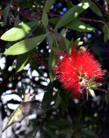 Fotografia da espécie Callistemon rigidus