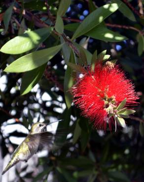 Fotografia 7 da espécie Callistemon rigidus no Jardim Botânico UTAD