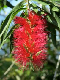 Fotografia da espécie Callistemon rigidus