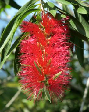 Fotografia 1 da espécie Callistemon rigidus no Jardim Botânico UTAD