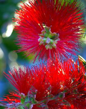 Fotografia 9 da espécie Callistemon rigidus no Jardim Botânico UTAD