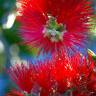 Fotografia 9 da espécie Callistemon rigidus do Jardim Botânico UTAD