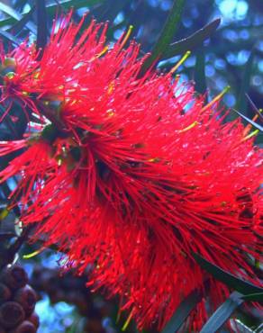 Fotografia 10 da espécie Callistemon rigidus no Jardim Botânico UTAD