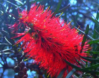 Fotografia da espécie Callistemon rigidus