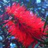 Fotografia 10 da espécie Callistemon rigidus do Jardim Botânico UTAD