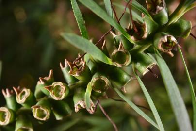 Fotografia da espécie Callistemon rigidus