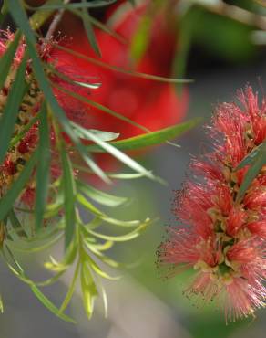 Fotografia 13 da espécie Callistemon rigidus no Jardim Botânico UTAD