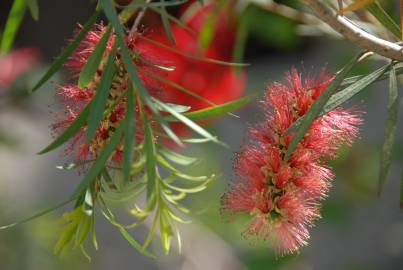 Fotografia da espécie Callistemon rigidus