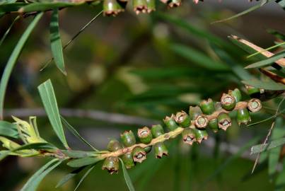 Fotografia da espécie Callistemon rigidus