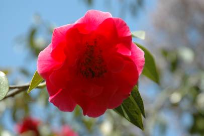 Fotografia da espécie Camellia reticulata