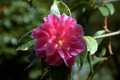 Fotografia da espécie Camellia reticulata