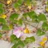 Fotografia 5 da espécie Calystegia soldanella do Jardim Botânico UTAD