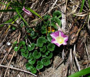 Fotografia da espécie Calystegia soldanella