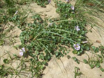 Fotografia da espécie Calystegia soldanella