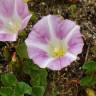 Fotografia 11 da espécie Calystegia soldanella do Jardim Botânico UTAD