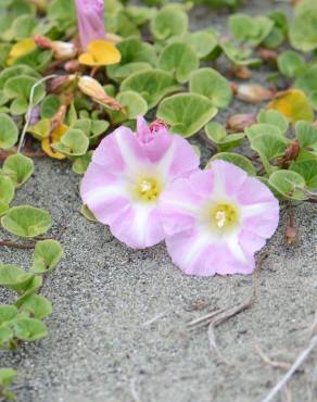 Fotografia 12 da espécie Calystegia soldanella no Jardim Botânico UTAD