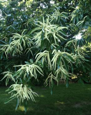 Fotografia 1 da espécie Castanea mollissima no Jardim Botânico UTAD