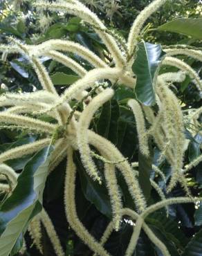 Fotografia 6 da espécie Castanea mollissima no Jardim Botânico UTAD