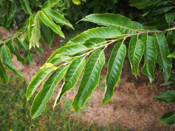 Fotografia da espécie Castanea mollissima