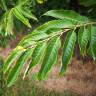 Fotografia 8 da espécie Castanea mollissima do Jardim Botânico UTAD