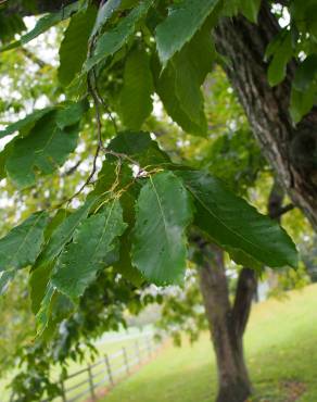 Fotografia 9 da espécie Castanea mollissima no Jardim Botânico UTAD