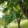 Fotografia 9 da espécie Castanea mollissima do Jardim Botânico UTAD