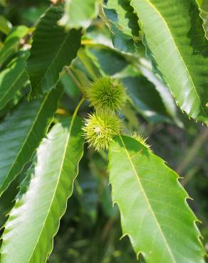 Fotografia 10 da espécie Castanea mollissima no Jardim Botânico UTAD