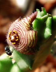 Caralluma europaea