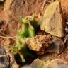 Fotografia 11 da espécie Caralluma europaea do Jardim Botânico UTAD