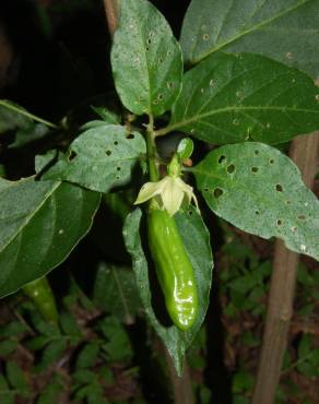 Fotografia 5 da espécie Capsicum annuum no Jardim Botânico UTAD