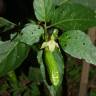 Fotografia 5 da espécie Capsicum annuum do Jardim Botânico UTAD