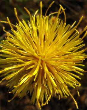 Fotografia 7 da espécie Centaurea ornata no Jardim Botânico UTAD