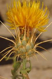 Fotografia da espécie Centaurea ornata