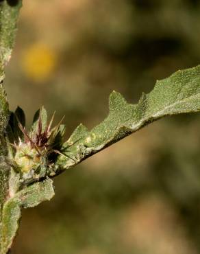 Fotografia 8 da espécie Centaurea melitensis no Jardim Botânico UTAD