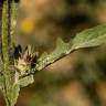 Fotografia 8 da espécie Centaurea melitensis do Jardim Botânico UTAD