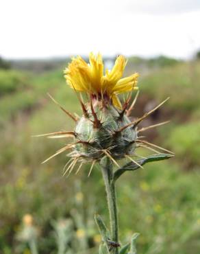 Fotografia 9 da espécie Centaurea melitensis no Jardim Botânico UTAD