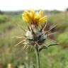 Fotografia 9 da espécie Centaurea melitensis do Jardim Botânico UTAD