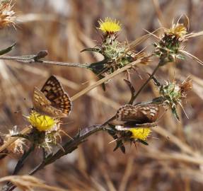 Fotografia da espécie Centaurea melitensis