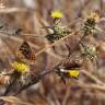 Fotografia 10 da espécie Centaurea melitensis do Jardim Botânico UTAD