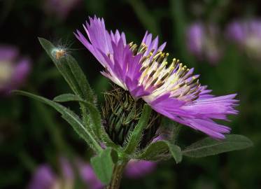 Fotografia da espécie Centaurea pullata