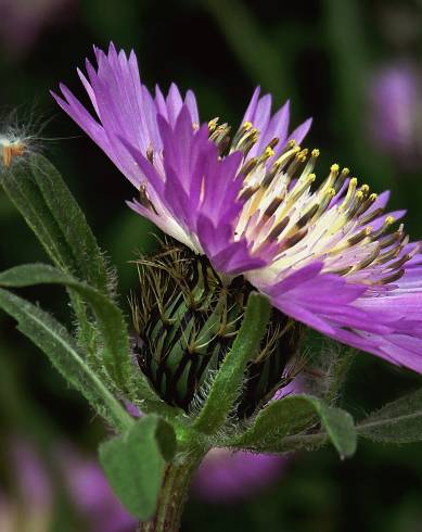 Fotografia de capa Centaurea pullata - do Jardim Botânico