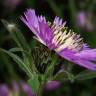 Fotografia 1 da espécie Centaurea pullata do Jardim Botânico UTAD