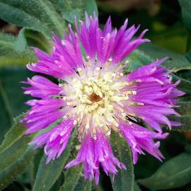 Fotografia da espécie Centaurea pullata