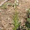 Fotografia 9 da espécie Cephalanthera longifolia do Jardim Botânico UTAD